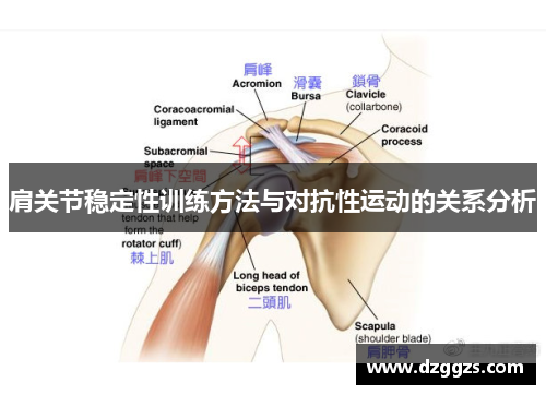 肩关节稳定性训练方法与对抗性运动的关系分析
